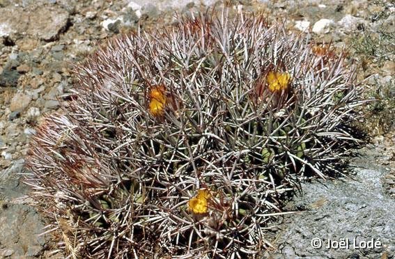 Echinocactus polycephalus Barstow Cal., USA ©JLcoll